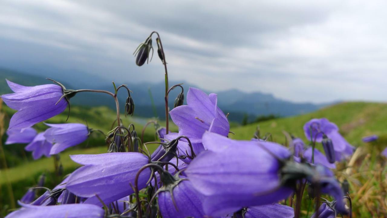 דירות אבטנאו Alpenhaus Dachstein.Zauber מראה חיצוני תמונה